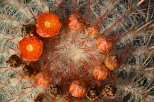 שמחת תורה 2025